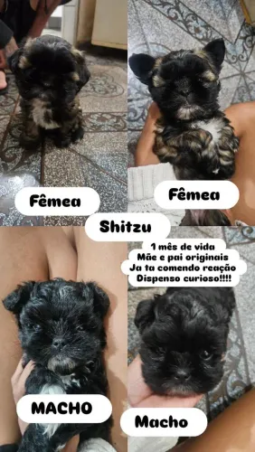 Shitzu fêmea 700         macho 700