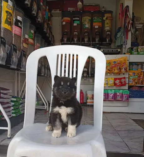 Husky siberiano fêmea Black linda