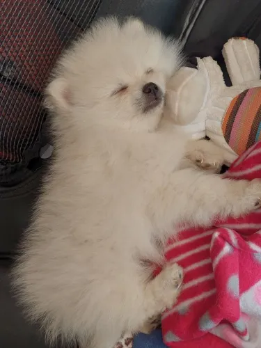 Spitz alemão Quem leva um dog para casa, leva felicidade junto