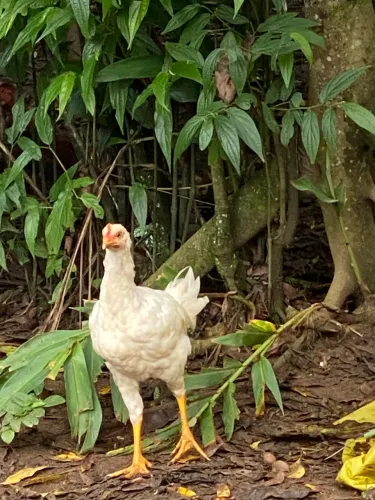 Frango caipira
