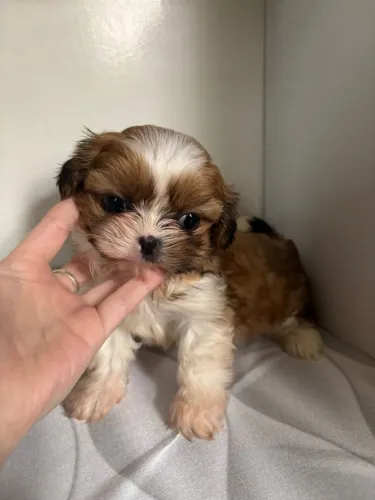 Macho shihtzu