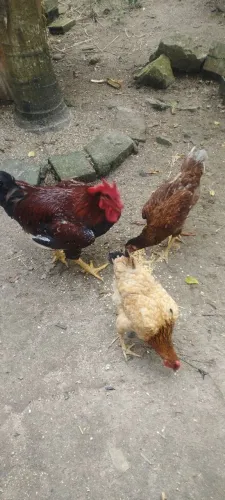 Galo e galinhas