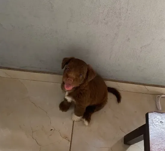 Filhote de Poodle puro 