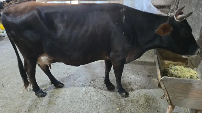 Vaca de leite 