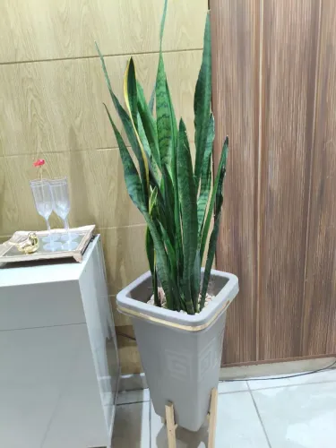 Vaso de Espadas de são Jorge Tam:1,41 metros vaso e a planta 