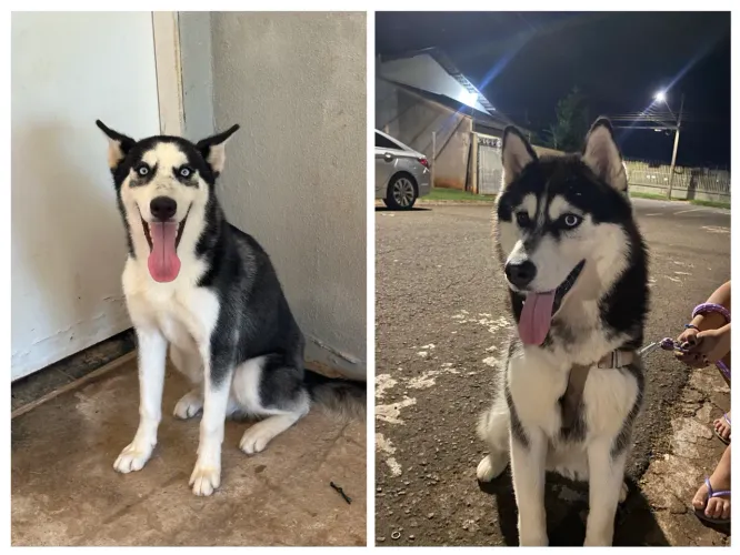 Filhotes de husky disponíveis 