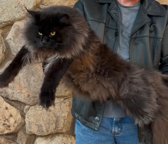 Gato Maine Coon filhotes machos e fêmeas para reserva e pronta entrega 