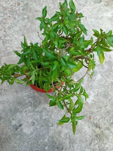 PLANTA Manjericão.