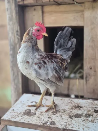 Galinho