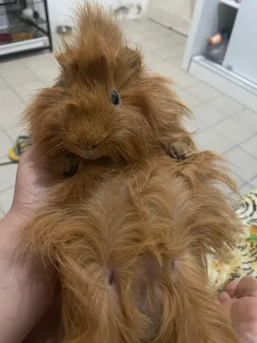 porquinhos da índia 
