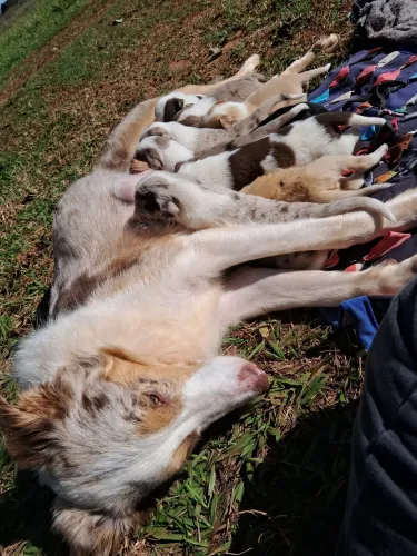 Filhote de border collie para venda