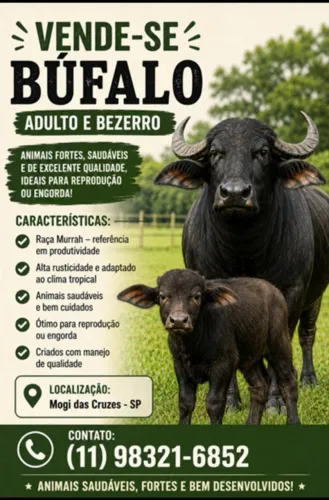 Venda de búfalos 