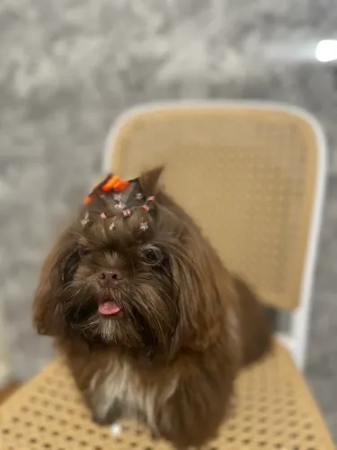 Disponível Shihtzu fêmea 