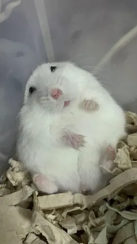 Hamster perola fêmea
