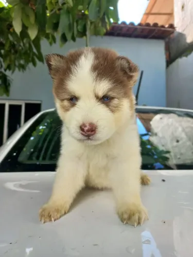 Vendo lindos filhotes de Husky Siberiano