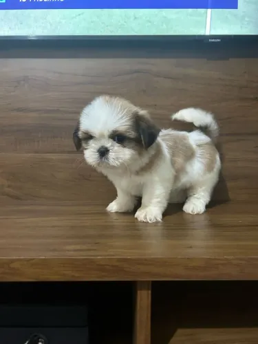 Shih Tzu brincalhão