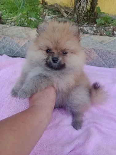 Spitz Alemão micro, com Pedigree, entregamos em 10x no cartão.