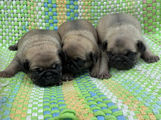 Filhote de Pug