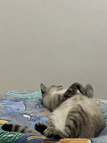 gatinha