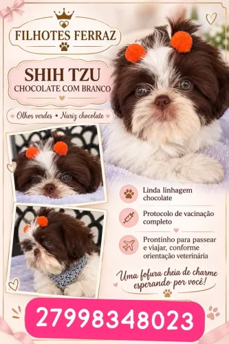 Filhote Shitzu chocolate e branca