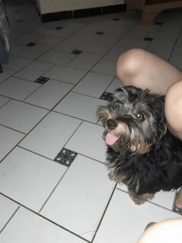 Vendo um filhote de yorkshire