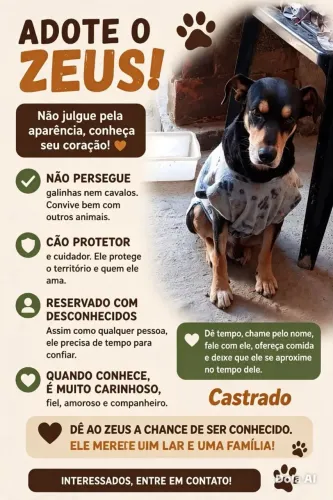 Procura uma família que tenha um espaço como chácara pois ele e porte grande