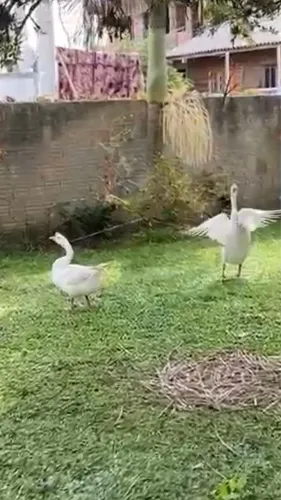 Gansos sinaleiros