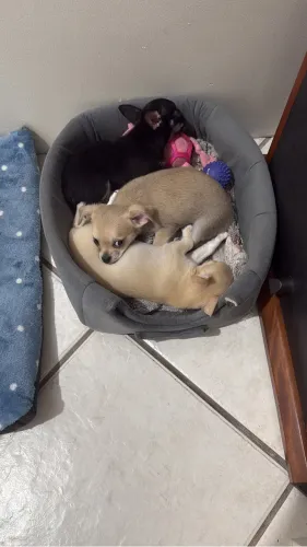Chihuahua 