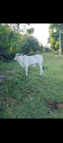 Vende se um barrigudo