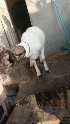 Ovelha Dorper