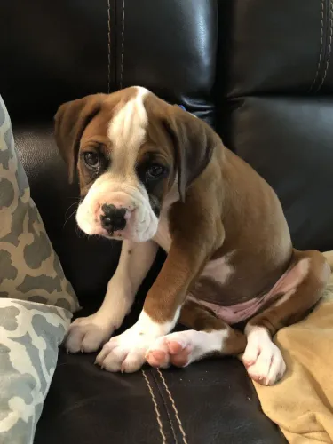 Filhotes De Boxer - Uma Explosão De Fofura Aguarda Você