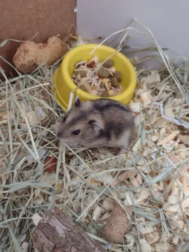 Hamster anão russo