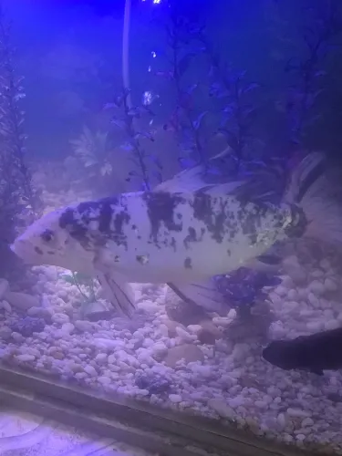 Vendo carpa toi aproximadamente 55cm