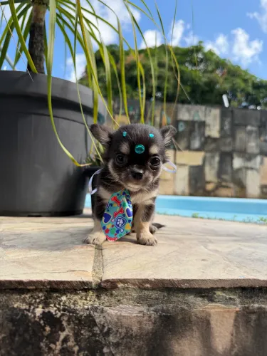 Chihuahua Black Tan