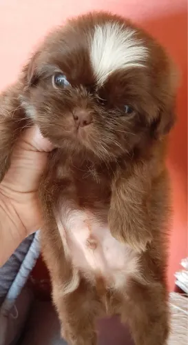Filhote Shih Tzu Fêmea com Pedigree - Linda e Muito Carinhosa