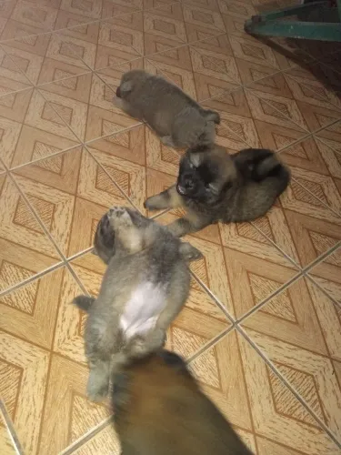 Cachorro Chow Chow filhote