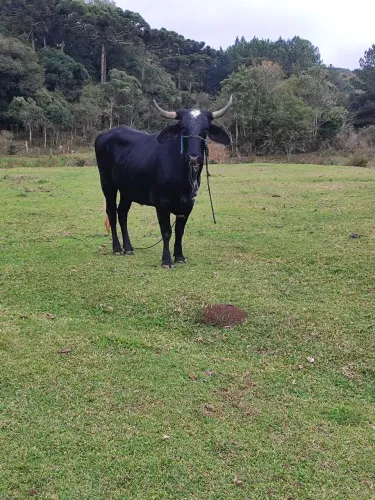 Uma novilha e dois bois