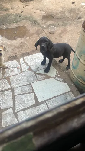 Filhote de fila brasileiro preto fêmea pra vender