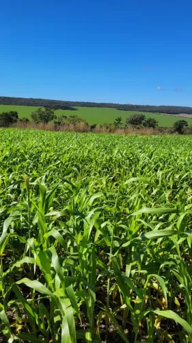 Vendo a melhor fazenda da região do Indaiá
