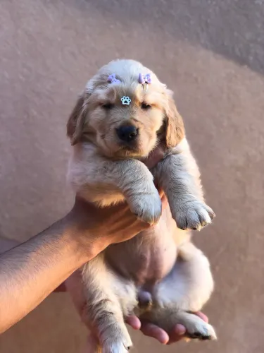 Filhotes de Golden Retriever