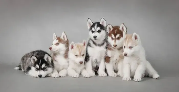 Husky Siberiano Cheio de Charme ?