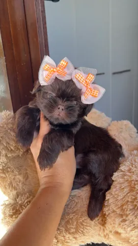 Shihtzu fêmea chocolate sólida