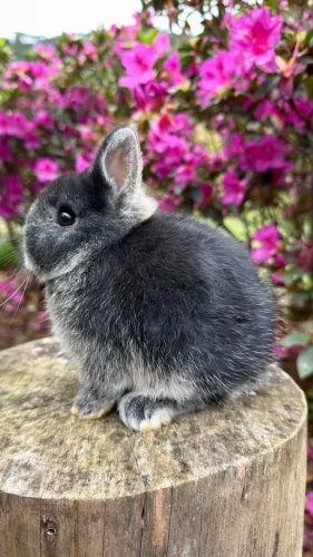 Coelho Netherland Dwarf fêmea