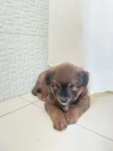 Vendo chowchow com 2 meses