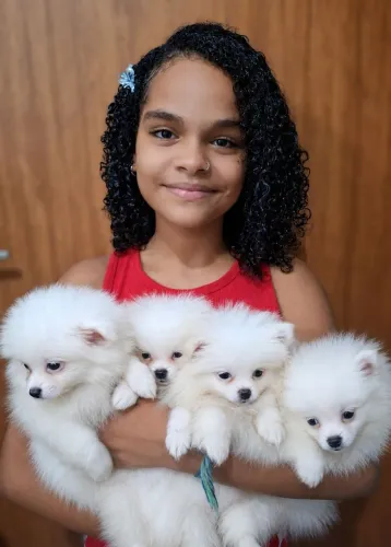 FILHOTES DE SPITZ ALEMÃO ANÃO NA PROMOÇÃO - O PRESENTE PERFEITO PARA O DIA DOS NAMORADOS.