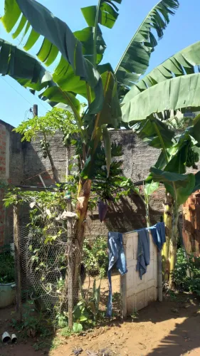 Mudas de banana nanica.25.00 cada.