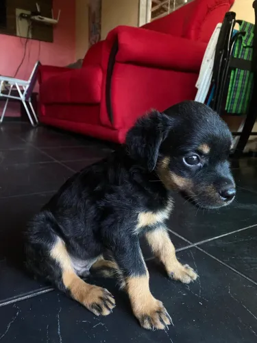 Filhote de rottweiler macho