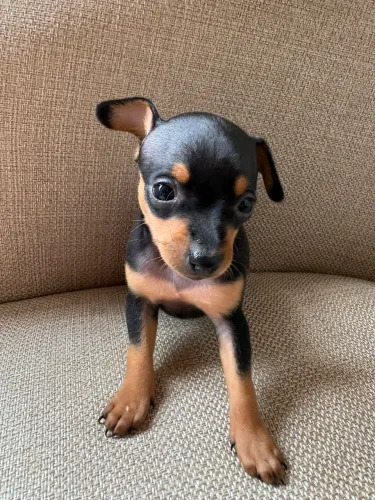 Filhote Pinscher macho