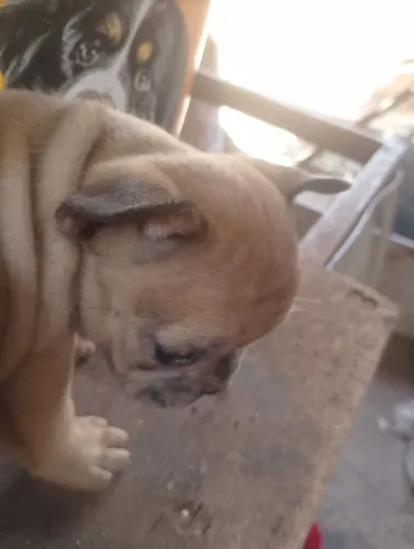 Filhote Bulldog francês fulvo macho