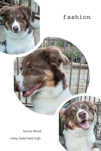 border collie macho
